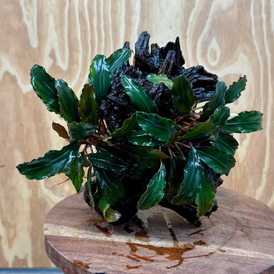 Scapeshop.com.au One Only Bucephalandra Double Planted Medium Driftwood - ONE ONLY - Fabulous Bucephalandra Double Planted Medium Driftwood - ONE ONLY - Fabulous