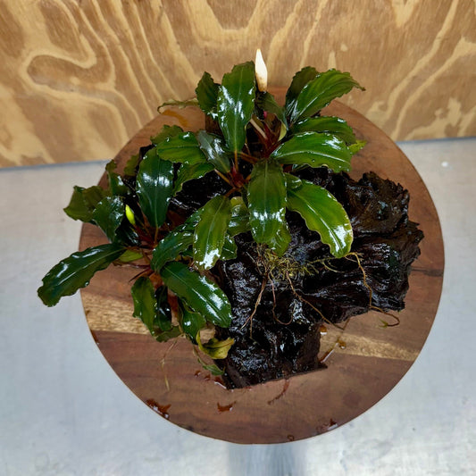 Scapeshop.com.au One Only Bucephalandra Double Planted Medium Driftwood - ONE ONLY - Fabulous Bucephalandra Double Planted Medium Driftwood - ONE ONLY - Fabulous