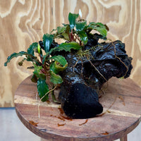 Scapeshop.com.au One Only Bucephalandra Double Planted Medium Driftwood - ONE ONLY - Fabulous Bucephalandra Double Planted Medium Driftwood - ONE ONLY - Fabulous