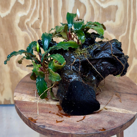 Scapeshop.com.au One Only Bucephalandra Double Planted Medium Driftwood - ONE ONLY - Fabulous Bucephalandra Double Planted Medium Driftwood - ONE ONLY - Fabulous