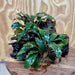 Scapeshop.com.au One Only Bucephalandra Double Planted Medium Driftwood - ONE ONLY - Fabulous Bucephalandra Double Planted Medium Driftwood - ONE ONLY - Fabulous