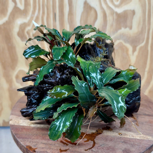 Scapeshop.com.au One Only Bucephalandra Double Planted Medium Driftwood - ONE ONLY - Fabulous Bucephalandra Double Planted Medium Driftwood - ONE ONLY - Fabulous