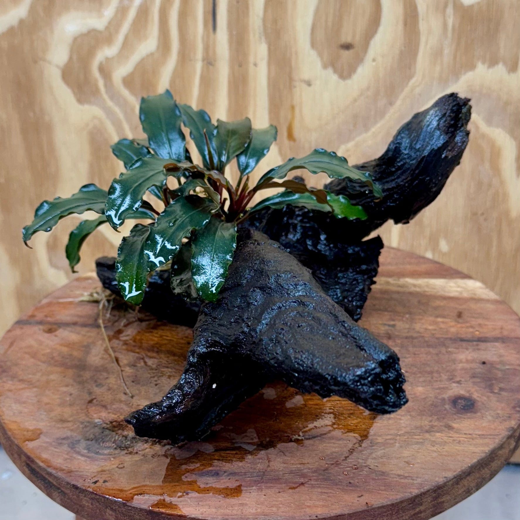 Scapeshop.com.au One Only Bucephalandra Double Planted Medium Driftwood - ONE ONLY - Wave Bucephalandra Double Planted Medium Driftwood - ONE ONLY - Wave