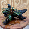 Scapeshop.com.au One Only Bucephalandra Double Planted Medium Driftwood - ONE ONLY - Wave Bucephalandra Double Planted Medium Driftwood - ONE ONLY - Wave