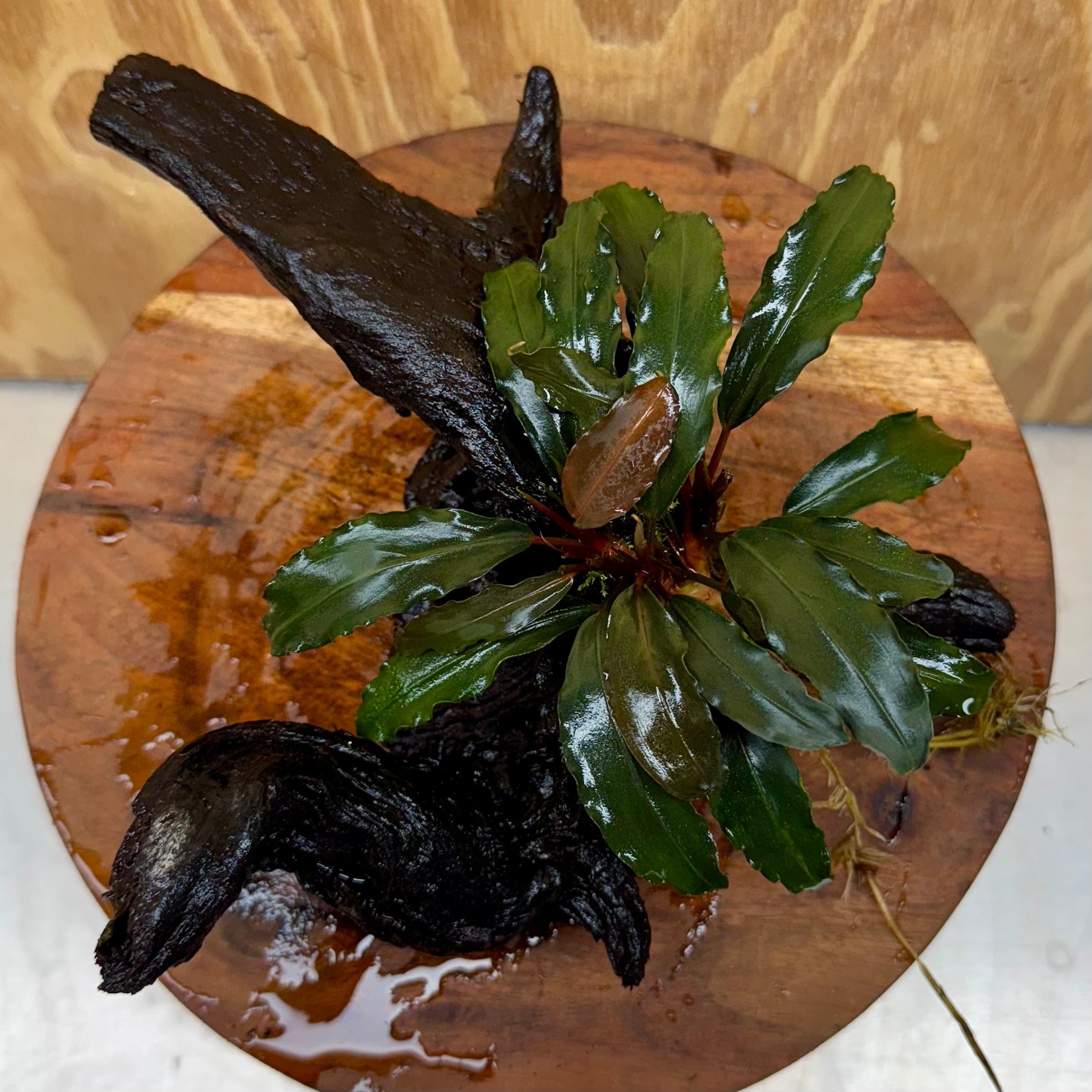 Scapeshop.com.au One Only Bucephalandra Double Planted Medium Driftwood - ONE ONLY - Wave Bucephalandra Double Planted Medium Driftwood - ONE ONLY - Wave