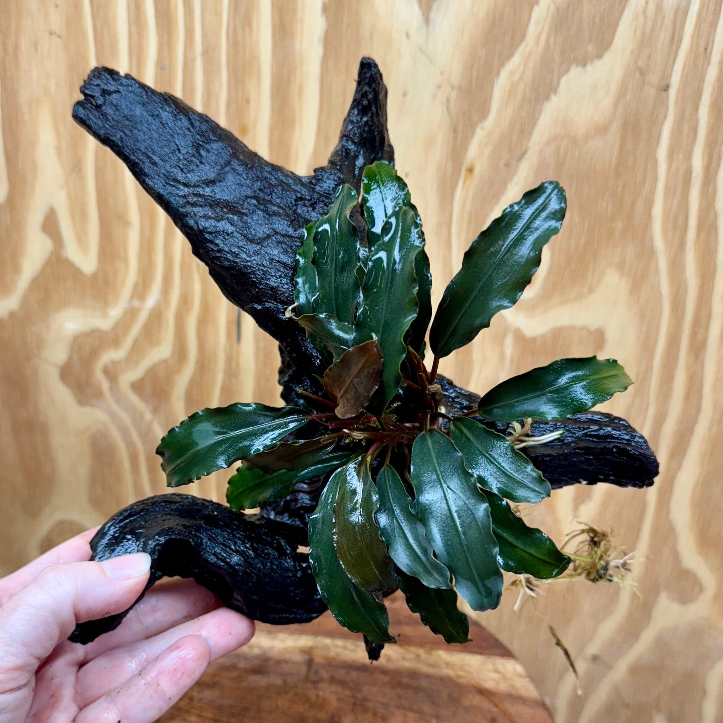 Scapeshop.com.au One Only Bucephalandra Double Planted Medium Driftwood - ONE ONLY - Wave Bucephalandra Double Planted Medium Driftwood - ONE ONLY - Wave