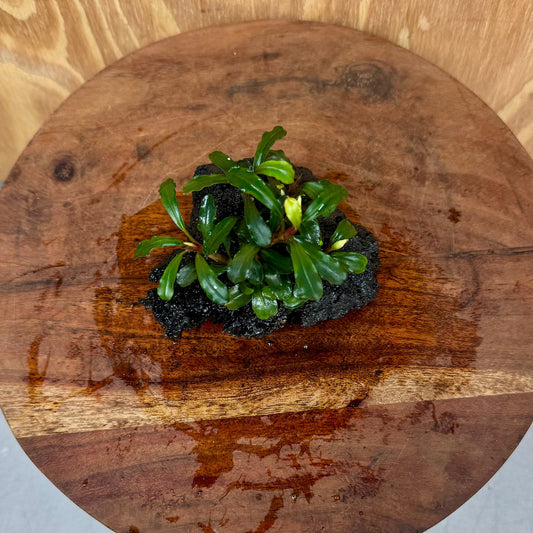 Scapeshop.com.au One Only Bucephalandra Lava Rock Small - ONE ONLY - Awesome Bucephalandra Lava Rock Small - ONE ONLY - Awesome
