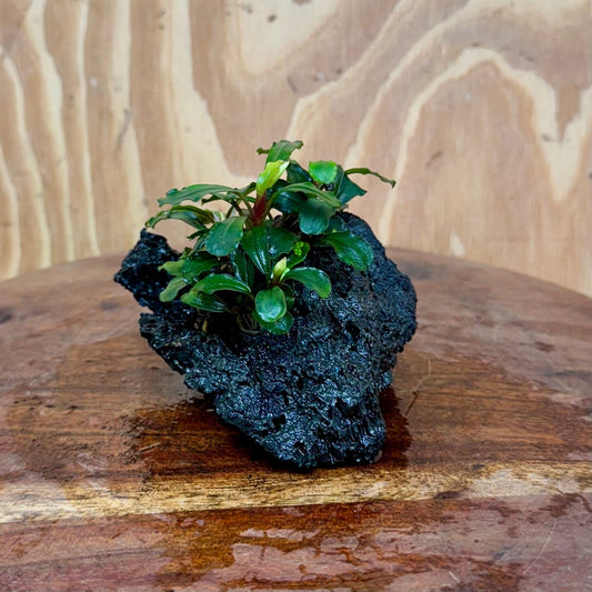 Scapeshop.com.au One Only Bucephalandra Lava Rock Small - ONE ONLY - Awesome Bucephalandra Lava Rock Small - ONE ONLY - Awesome