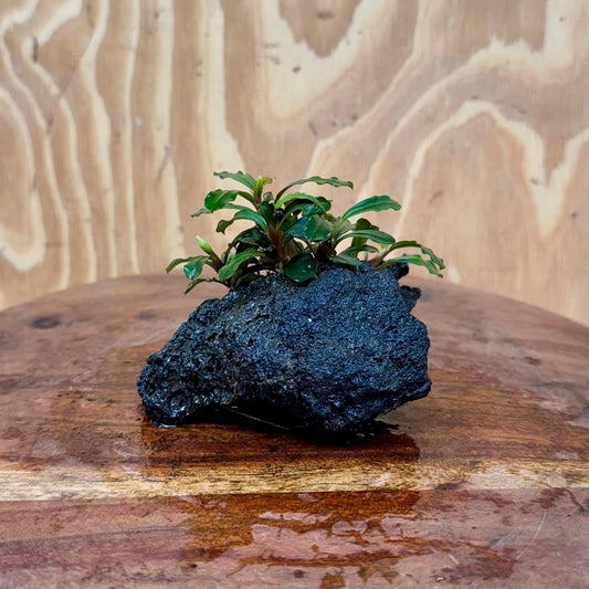 Scapeshop.com.au One Only Bucephalandra Lava Rock Small - ONE ONLY - Awesome Bucephalandra Lava Rock Small - ONE ONLY - Awesome