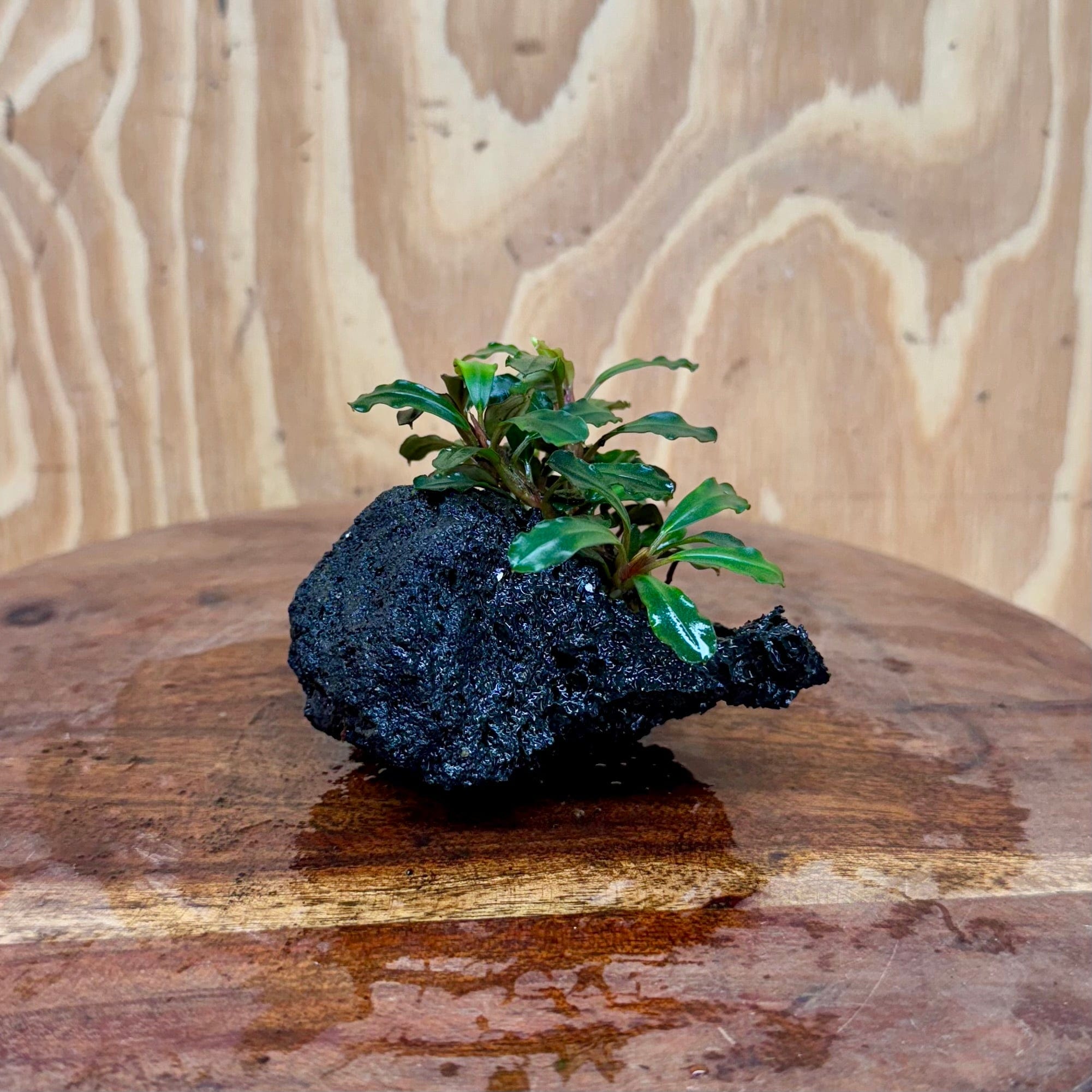 Scapeshop.com.au One Only Bucephalandra Lava Rock Small - ONE ONLY - Awesome Bucephalandra Lava Rock Small - ONE ONLY - Awesome