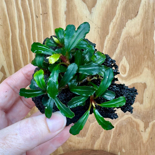 Scapeshop.com.au One Only Bucephalandra Lava Rock Small - ONE ONLY - Awesome Bucephalandra Lava Rock Small - ONE ONLY - Awesome