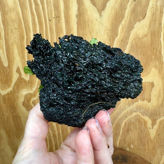 Scapeshop.com.au One Only Bucephalandra Lava Rock Small - ONE ONLY - Awesome Bucephalandra Lava Rock Small - ONE ONLY - Awesome