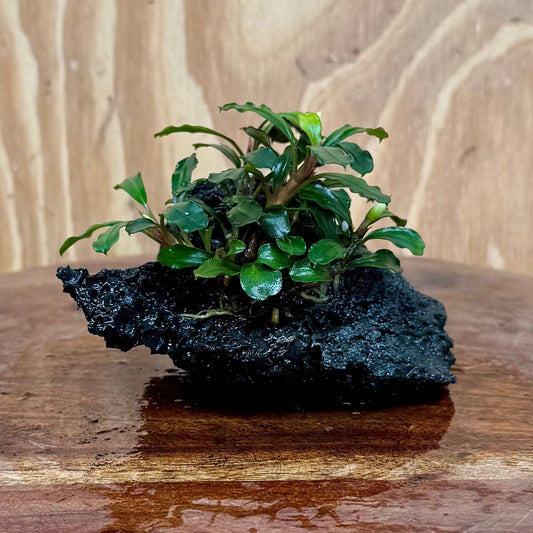 Scapeshop.com.au One Only Bucephalandra Lava Rock Small - ONE ONLY - Awesome Bucephalandra Lava Rock Small - ONE ONLY - Awesome