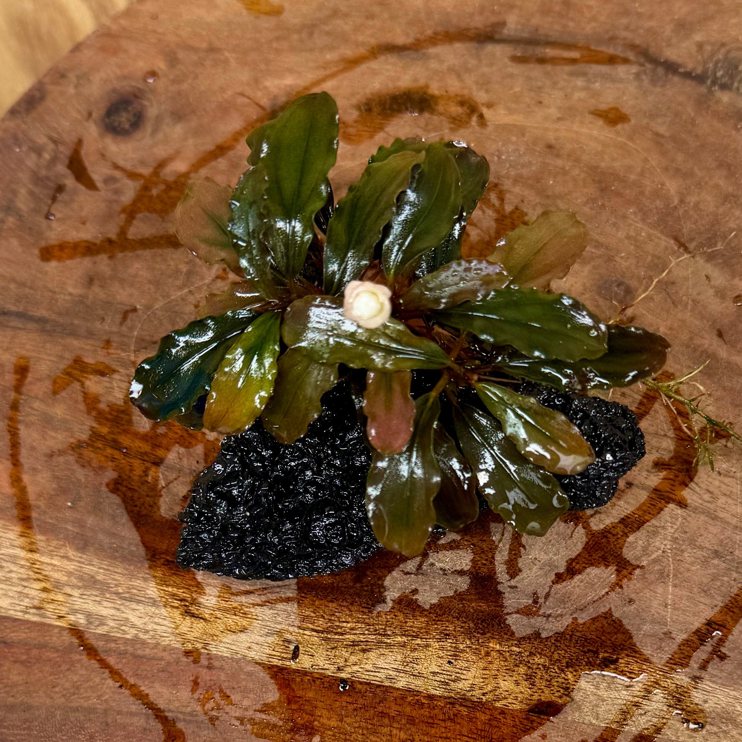 Scapeshop.com.au One Only Bucephalandra Lava Rock Small - ONE ONLY - Awesome Bucephalandra Lava Rock Small - ONE ONLY - Awesome