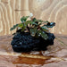 Scapeshop.com.au One Only Bucephalandra Lava Rock Small - ONE ONLY - Awesome Bucephalandra Lava Rock Small - ONE ONLY - Awesome