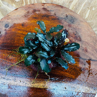 Scapeshop.com.au One Only Bucephalandra Lava Rock Small - ONE ONLY - Awesome Bucephalandra Lava Rock Small - ONE ONLY - Awesome