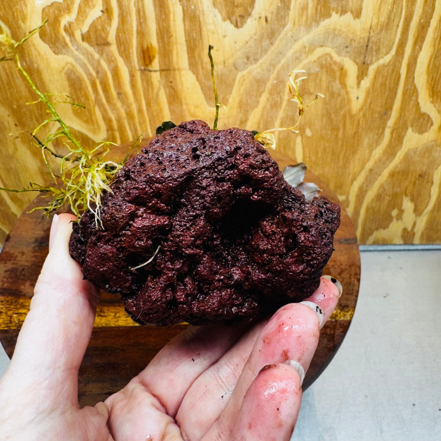 Scapeshop.com.au One Only Bucephalandra Lava Rock Small - ONE ONLY - Awesome Bucephalandra Lava Rock Small - ONE ONLY - Awesome