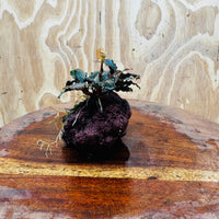 Scapeshop.com.au One Only Bucephalandra Lava Rock Small - ONE ONLY - Awesome Bucephalandra Lava Rock Small - ONE ONLY - Awesome