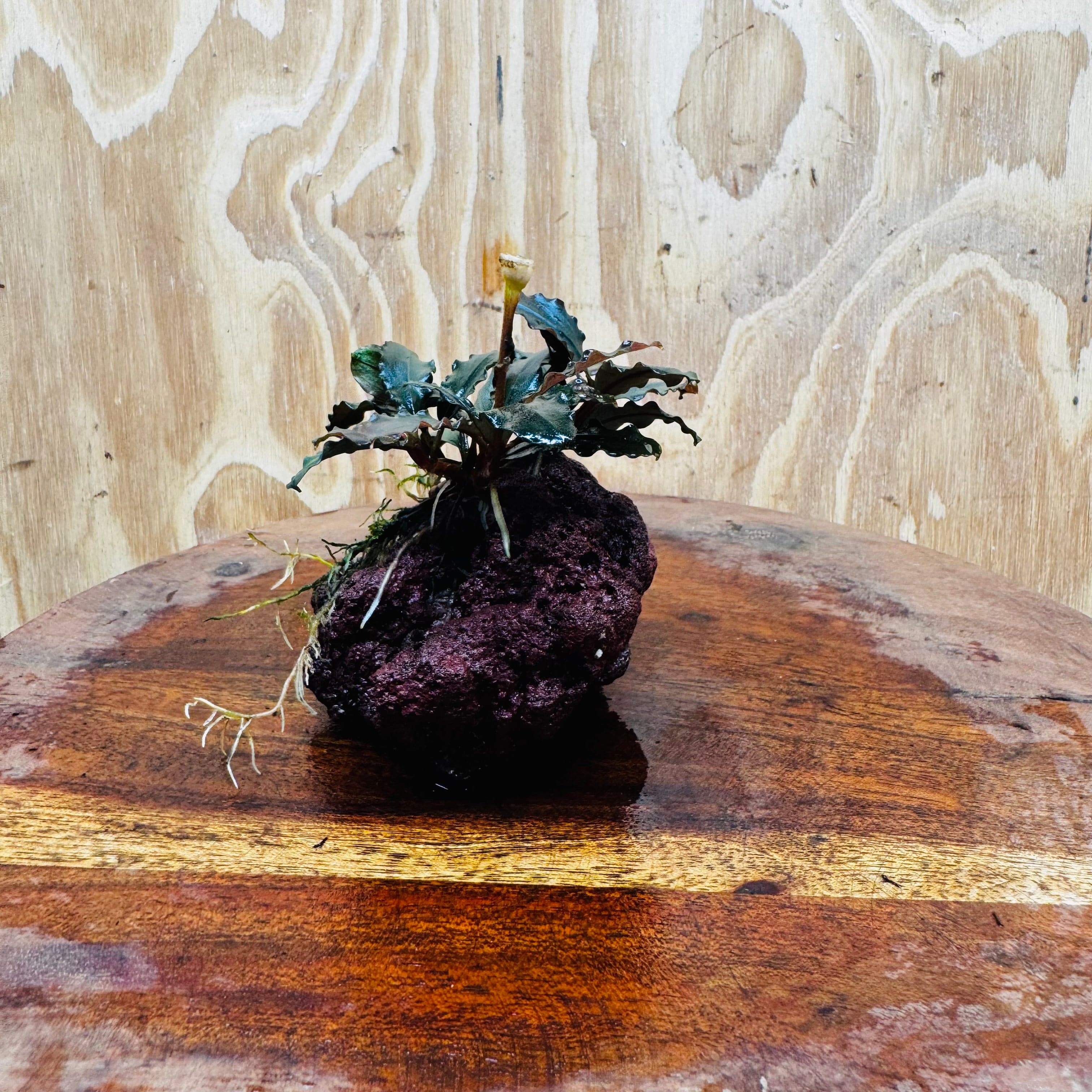 Scapeshop.com.au One Only Bucephalandra Lava Rock Small - ONE ONLY - Awesome Bucephalandra Lava Rock Small - ONE ONLY - Awesome
