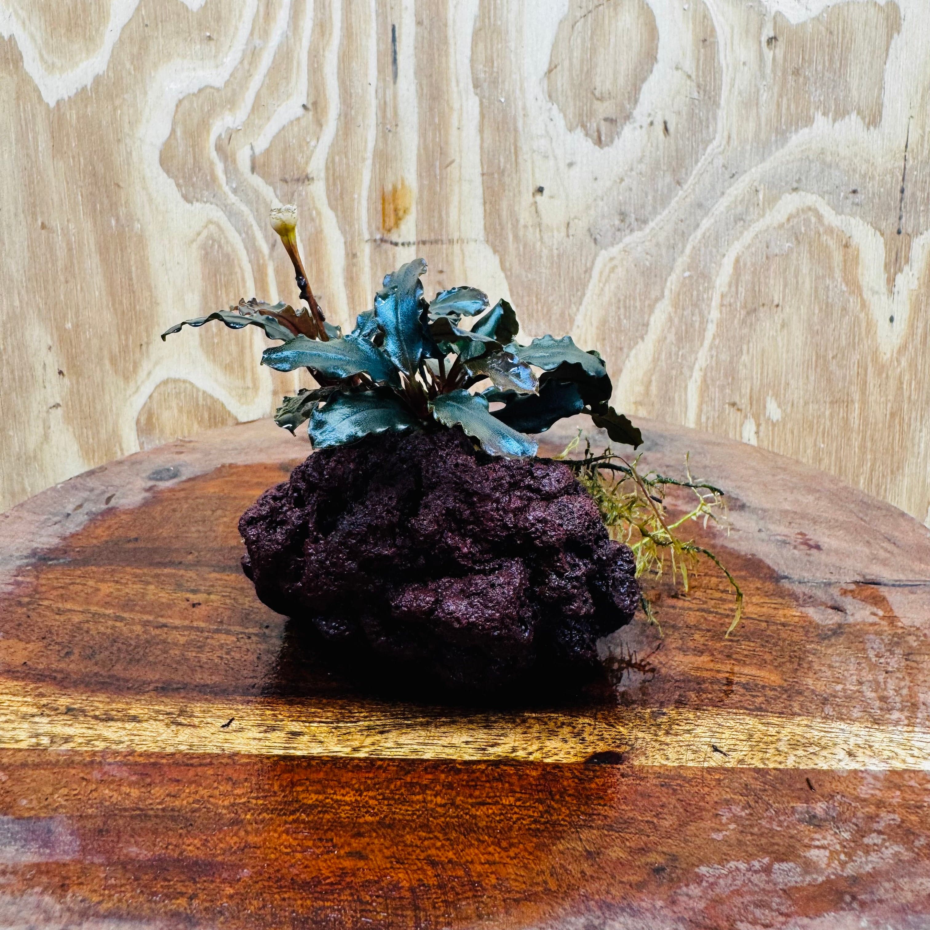 Scapeshop.com.au One Only Bucephalandra Lava Rock Small - ONE ONLY - Awesome Bucephalandra Lava Rock Small - ONE ONLY - Awesome