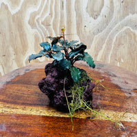Scapeshop.com.au One Only Bucephalandra Lava Rock Small - ONE ONLY - Awesome Bucephalandra Lava Rock Small - ONE ONLY - Awesome
