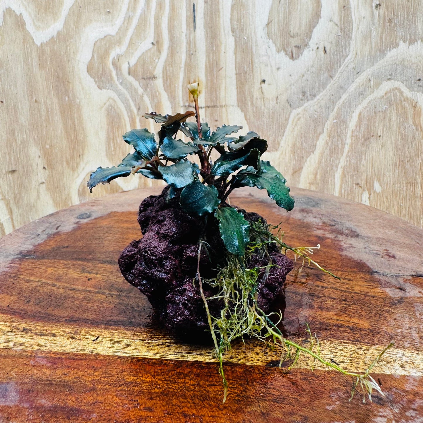 Scapeshop.com.au One Only Bucephalandra Lava Rock Small - ONE ONLY - Awesome Bucephalandra Lava Rock Small - ONE ONLY - Awesome