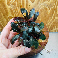 Scapeshop.com.au One Only Bucephalandra Lava Rock Small - ONE ONLY - Awesome Bucephalandra Lava Rock Small - ONE ONLY - Awesome