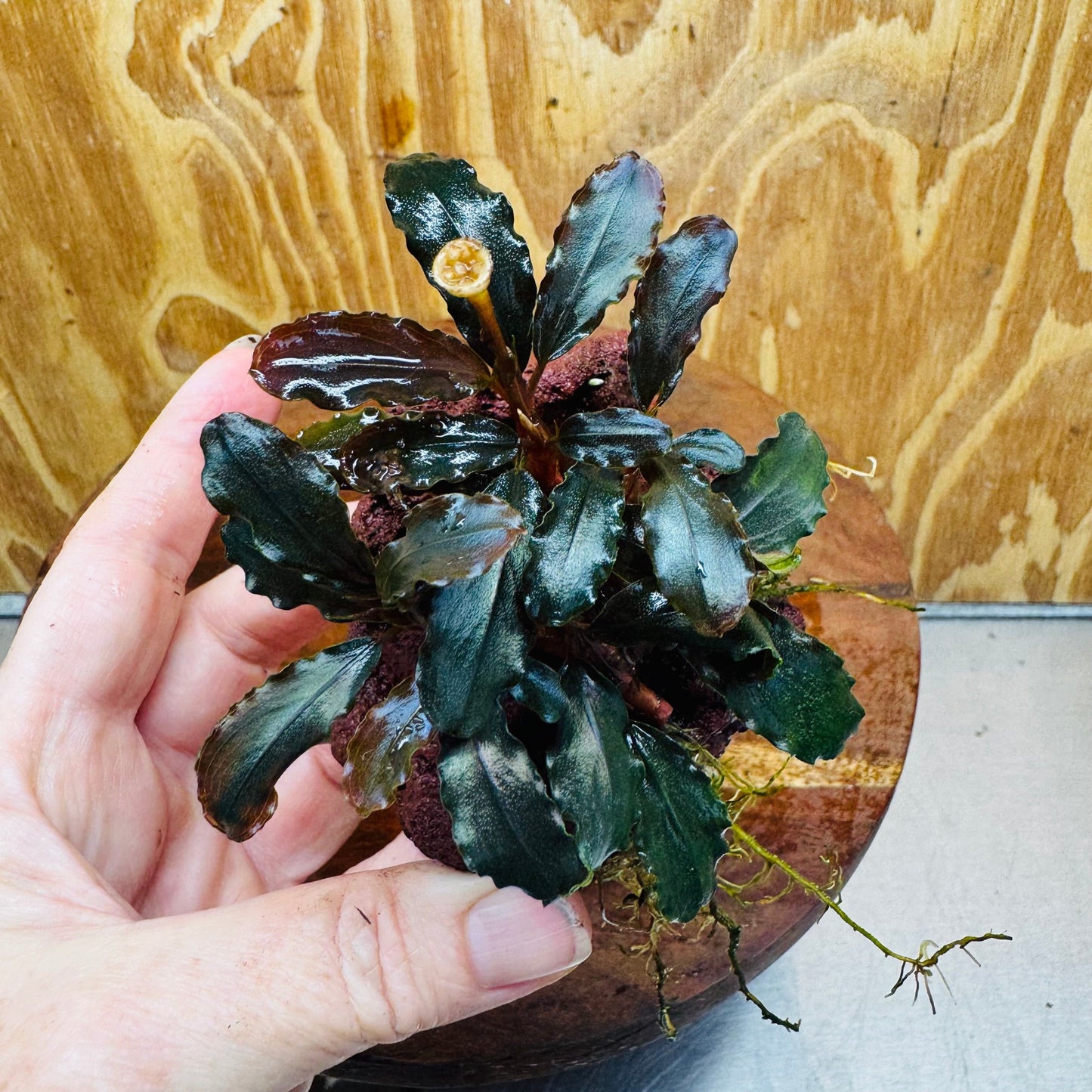 Scapeshop.com.au One Only Bucephalandra Lava Rock Small - ONE ONLY - Awesome Bucephalandra Lava Rock Small - ONE ONLY - Awesome