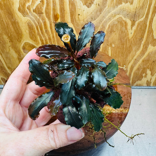 Scapeshop.com.au One Only Bucephalandra Lava Rock Small - ONE ONLY - Awesome Bucephalandra Lava Rock Small - ONE ONLY - Awesome