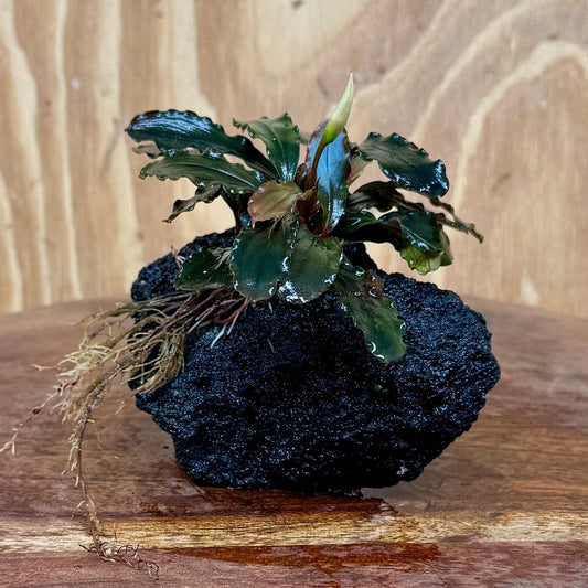 Scapeshop.com.au One Only Bucephalandra Lava Rock Small - ONE ONLY - Curve Bucephalandra Lava Rock Small - ONE ONLY - Curve