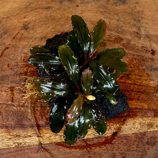 Scapeshop.com.au One Only Bucephalandra Lava Rock Small - ONE ONLY - Curve Bucephalandra Lava Rock Small - ONE ONLY - Curve