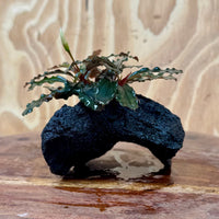 Scapeshop.com.au One Only Bucephalandra Lava Rock Small - ONE ONLY - Curve Bucephalandra Lava Rock Small - ONE ONLY - Curve