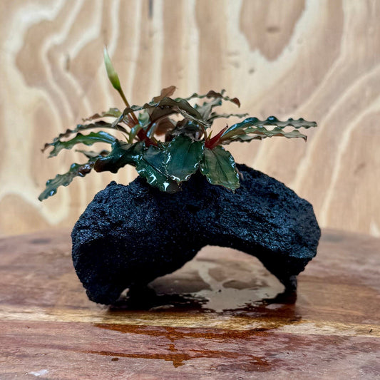 Scapeshop.com.au One Only Bucephalandra Lava Rock Small - ONE ONLY - Curve Bucephalandra Lava Rock Small - ONE ONLY - Curve