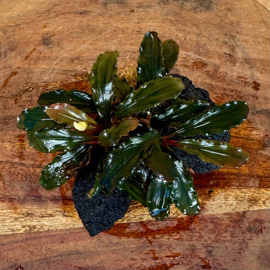 Scapeshop.com.au One Only Bucephalandra Lava Rock Small - ONE ONLY - Curve Bucephalandra Lava Rock Small - ONE ONLY - Curve
