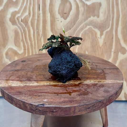 Scapeshop.com.au One Only Bucephalandra Lava Rock Small - ONE ONLY - Curve Bucephalandra Lava Rock Small - ONE ONLY - Curve
