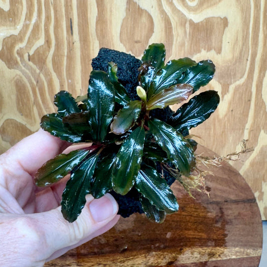 Scapeshop.com.au One Only Bucephalandra Lava Rock Small - ONE ONLY - Curve Bucephalandra Lava Rock Small - ONE ONLY - Curve