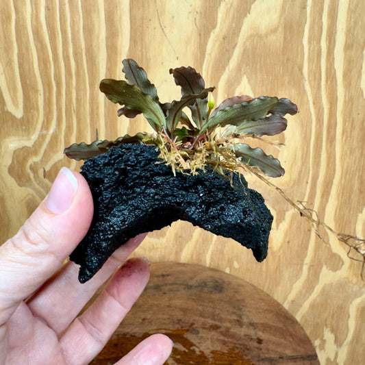 Scapeshop.com.au One Only Bucephalandra Lava Rock Small - ONE ONLY - Curve Bucephalandra Lava Rock Small - ONE ONLY - Curve