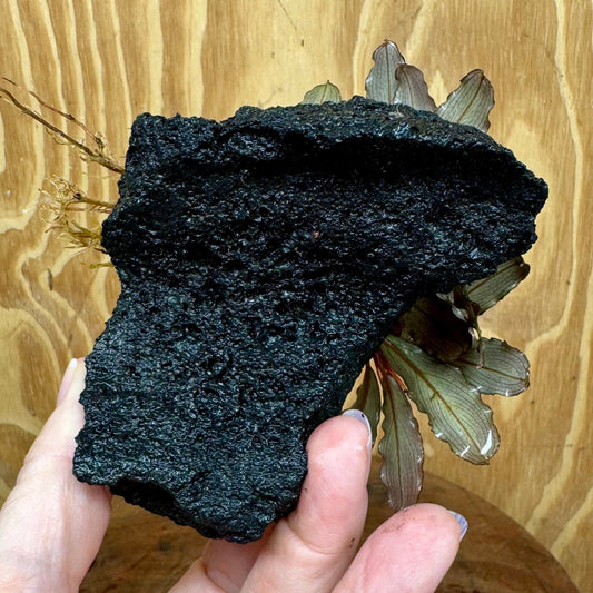 Scapeshop.com.au One Only Bucephalandra Lava Rock Small - ONE ONLY - Curve Bucephalandra Lava Rock Small - ONE ONLY - Curve