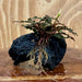 Scapeshop.com.au One Only Bucephalandra Lava Rock Small - ONE ONLY - Curve Bucephalandra Lava Rock Small - ONE ONLY - Curve