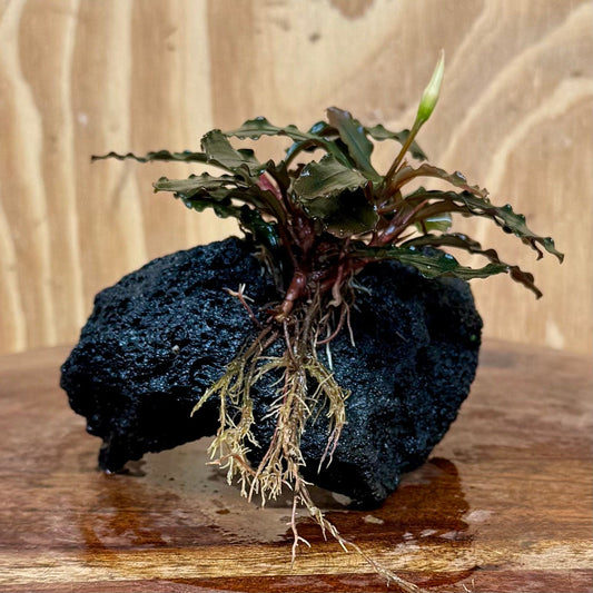 Scapeshop.com.au One Only Bucephalandra Lava Rock Small - ONE ONLY - Curve Bucephalandra Lava Rock Small - ONE ONLY - Curve