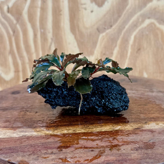 Scapeshop.com.au One Only Bucephalandra Lava Rock Small - ONE ONLY - Fantastic Bucephalandra Lava Rock Small - ONE ONLY - Fantastic