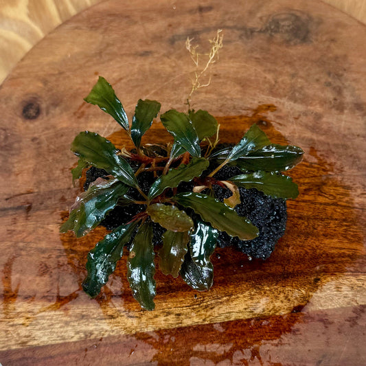 Scapeshop.com.au One Only Bucephalandra Lava Rock Small - ONE ONLY - Fantastic Bucephalandra Lava Rock Small - ONE ONLY - Fantastic