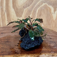 Scapeshop.com.au One Only Bucephalandra Lava Rock Small - ONE ONLY - Fantastic Bucephalandra Lava Rock Small - ONE ONLY - Fantastic
