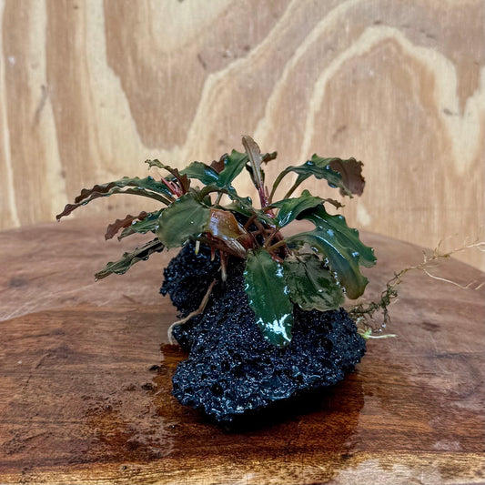 Scapeshop.com.au One Only Bucephalandra Lava Rock Small - ONE ONLY - Fantastic Bucephalandra Lava Rock Small - ONE ONLY - Fantastic