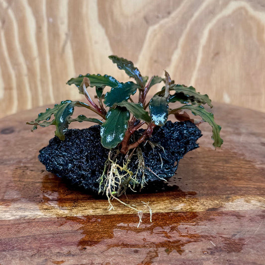 Scapeshop.com.au One Only Bucephalandra Lava Rock Small - ONE ONLY - Fantastic Bucephalandra Lava Rock Small - ONE ONLY - Fantastic
