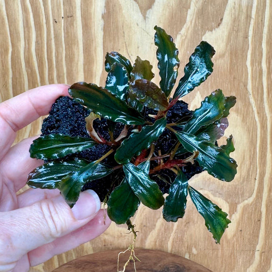 Scapeshop.com.au One Only Bucephalandra Lava Rock Small - ONE ONLY - Fantastic Bucephalandra Lava Rock Small - ONE ONLY - Fantastic