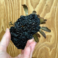 Scapeshop.com.au One Only Bucephalandra Lava Rock Small - ONE ONLY - Fantastic Bucephalandra Lava Rock Small - ONE ONLY - Fantastic