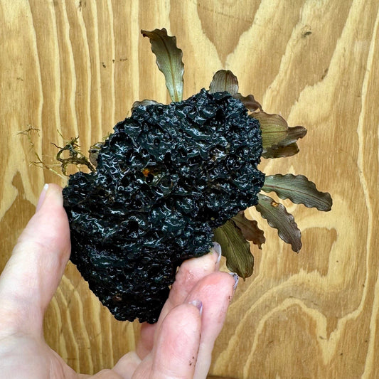 Scapeshop.com.au One Only Bucephalandra Lava Rock Small - ONE ONLY - Fantastic Bucephalandra Lava Rock Small - ONE ONLY - Fantastic