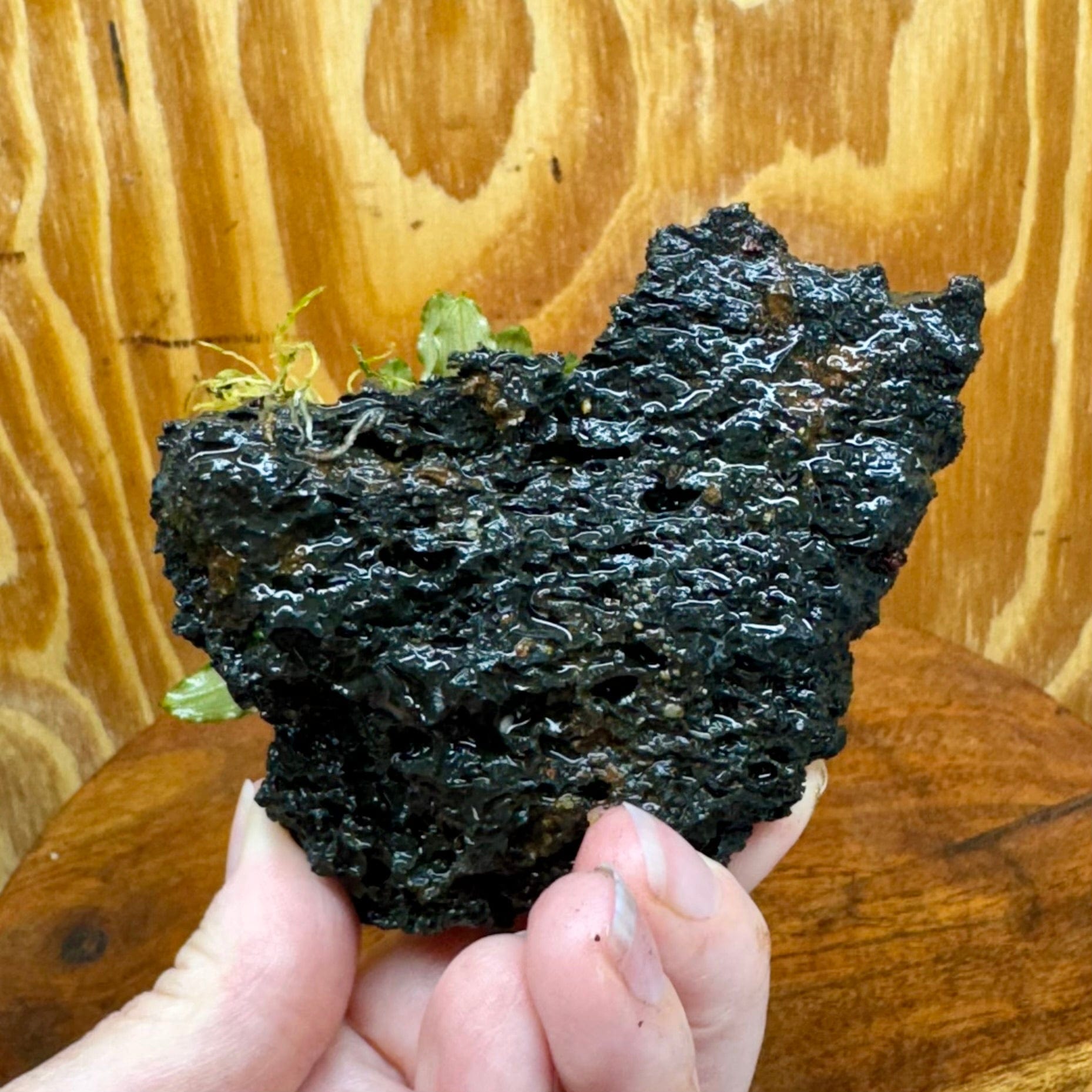 Scapeshop.com.au One Only Bucephalandra Lava Rock Small - ONE ONLY - Fantastic Bucephalandra Lava Rock Small - ONE ONLY - Fantastic