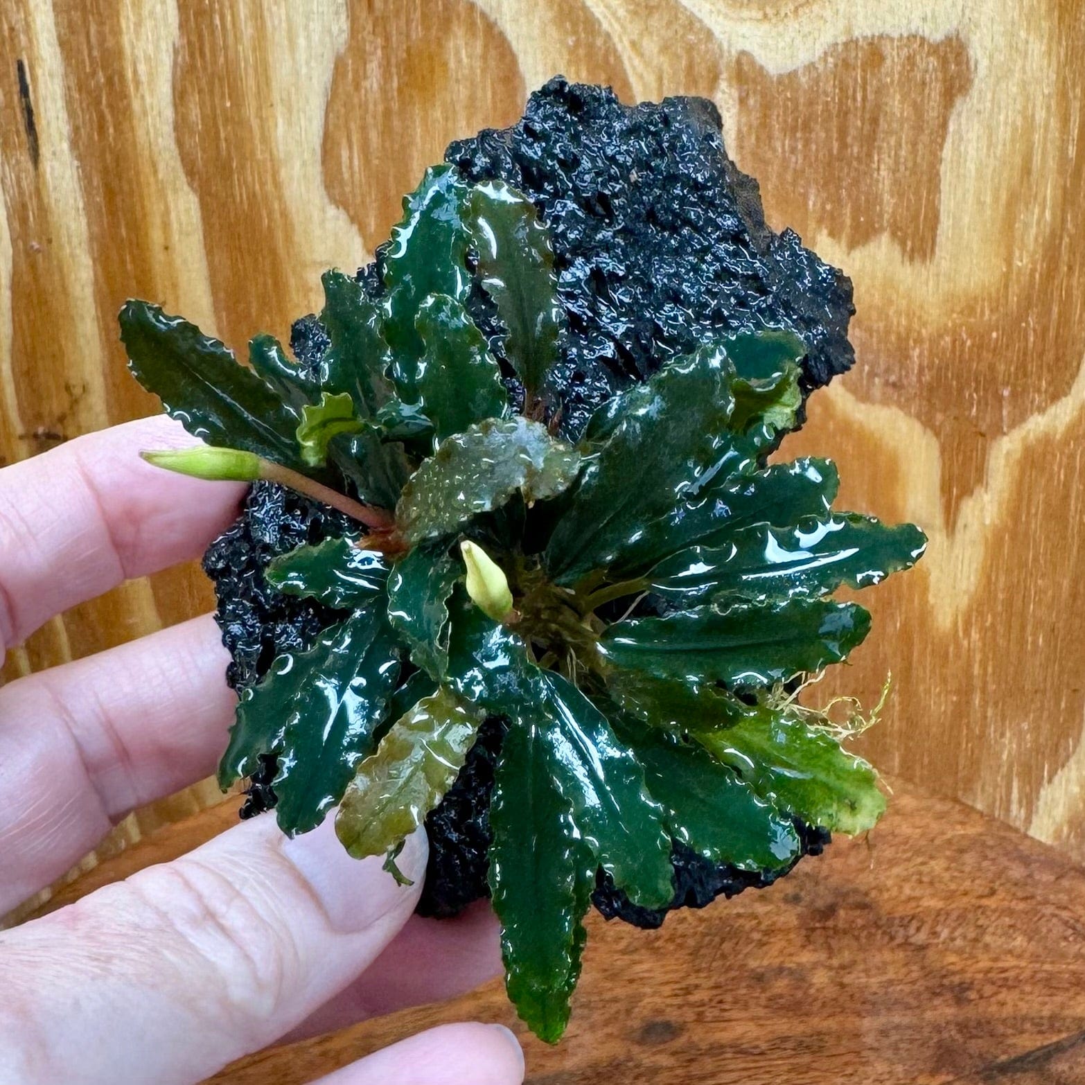 Scapeshop.com.au One Only Bucephalandra Lava Rock Small - ONE ONLY - Fantastic Bucephalandra Lava Rock Small - ONE ONLY - Fantastic